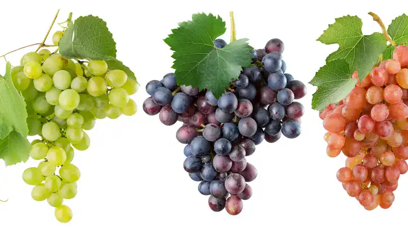 العنب يثبت مكانته كـ”غذاء سوبر” بفوائد للقلب والدماغ عنب grapes
